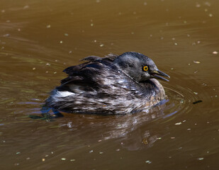 grebe swimming