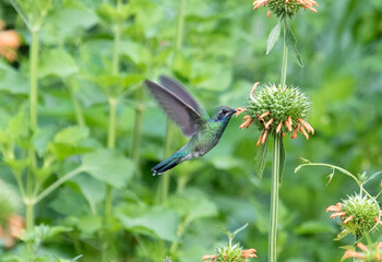 hummingbird and flower