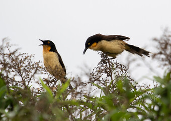 birds singing
