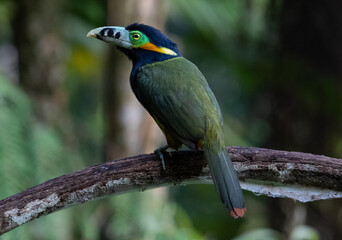 toucanet