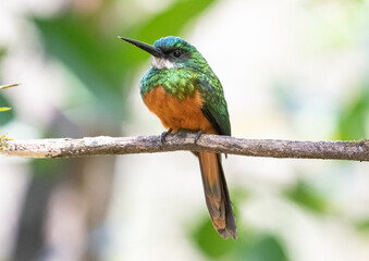 tropical bird perched on branch