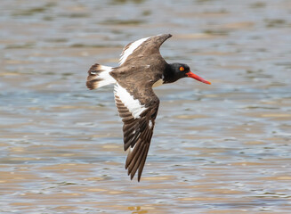 american oystercatcher