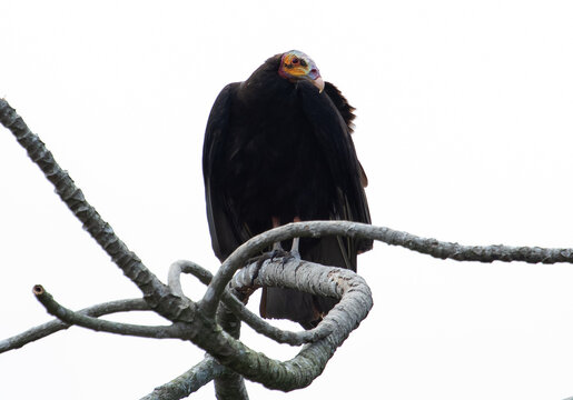 vulture