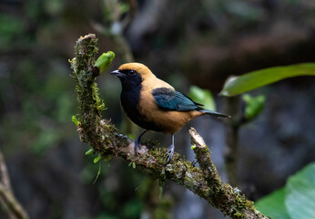 yellow bird on a branch
