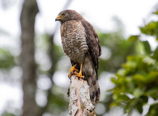 bird of prey