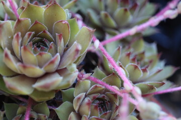 Sempervivum Gelber Stern Rojnik
