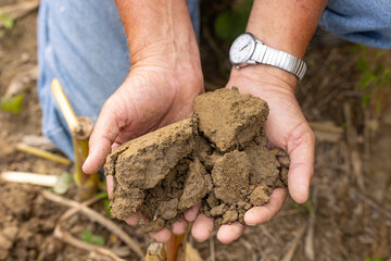 Hands holding soil