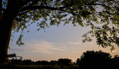 View of a bench under an old and mighty oak tree in a meadow with bushes and grass, evening sky,...