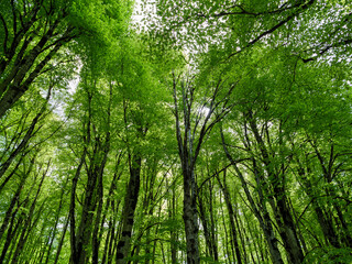 A dense forest with tall, green trees covered in fresh leaves, viewed from below during the...