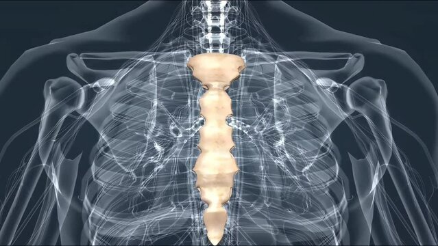 Thorax, sternum and costal cartilage
