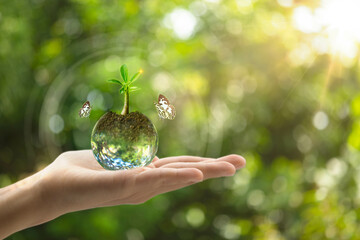 Young tree on hand for sustainable of environment with a butterfly. Growing plant and protect global warming concept.