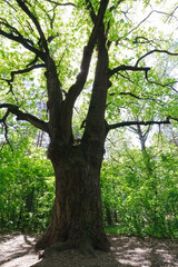 Big oak tree with green leaves