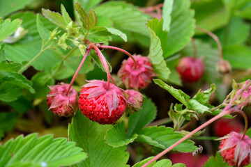 a bush with wild strawberry on it and a green leaf close up