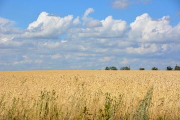 a field of wheat with a blue sky and clouds in the background 