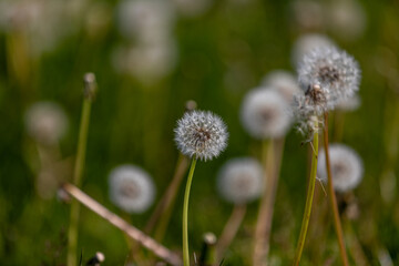 Löwenzahn Pusteblumen auf einer Wiese im Sommer