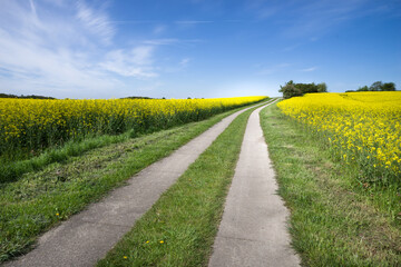 Radweg Rügen Mönchgut Rapsblüte