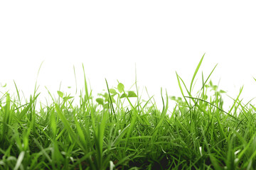 Obraz premium green grass isolated on white