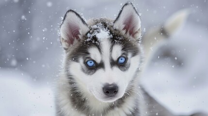 Majestic siberian husky puppy with striking blue eyes against a snowy backdrop. - Powered by Adobe