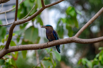 Purple winged Roller (Coracias temminckii) bird on tree animal wildlife in forest