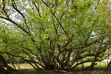 Baum der kaukasische flügelnuss im stadtpark von bad bergzabern