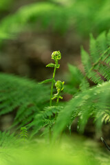 Twisted fern shoot and green leaves.