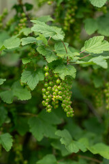 Green currant fruits on a twig.
