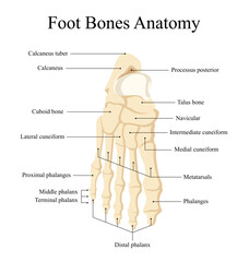 anatomy of human foot bone design for medical