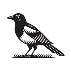 Magpie bird. Engraving black vector illustration, silhouette, outline. Icon, logo, emblem. Engraving black vector illustration, silhouette, outline. Icon, logo, emblem