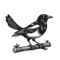 Magpie bird. Engraving black vector illustration, silhouette, outline. Icon, logo, emblem. Engraving black vector illustration, silhouette, outline. Icon, logo, emblem
