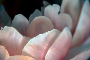 close up of a pink rose, nacka,sverige,sweden,sverige,Mats
