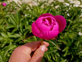 A man holds a red peony flower in his hand against a background of a green bush. A man plucks a peony baton with his hand.