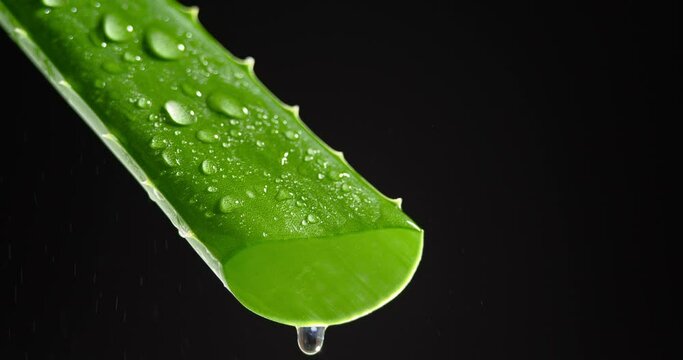 aloe vera pigmentflecken Skin Love – Feuchtigkeit & Repair nach der Sonne