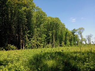 Green oak forest. Beautiful forest landscape with forest on sky background. A green glade in an oak summer forest.