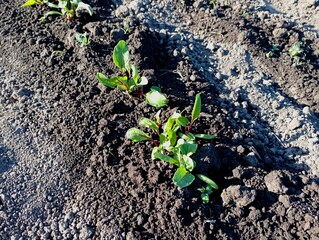 A row of red beets is sown on the bed in the soil and watered. The topic of growing vegetables at home. Young fresh beets.