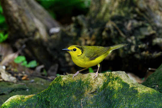 Female hooded warbler along a small stream under a forest canopy. It is a New World warbler. It breeds in eastern North America and is migratory, wintering in Central America and the West Indies. 