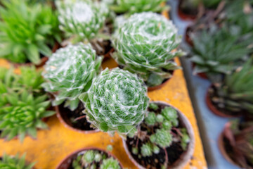 Close-up of cobweb houseleek succulents in pots. Sempervivum arachnoideum
