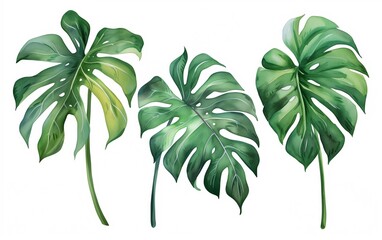 Tropical leaf monstera watercolour illustration set on a white background