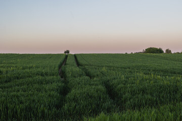 Pole zboża z pojedynczym drzewem na wzg&oacute;rzu. 