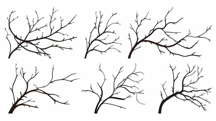 Fototapeta premium Tree limbs isolated against a stark white background