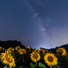 a sunflower field