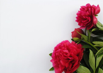 Bouquet of red, pink peonies on a white background. Background, postcard, space for text, copy