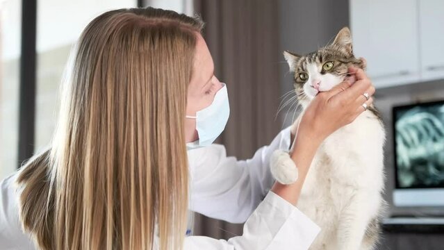 Appointment at veterinarian's medical office of a playful cat biting the hand of a girl doctor in medical mask examining of a pet. Close up.