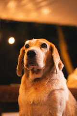 A dog is sitting on a bench and looking at the camera