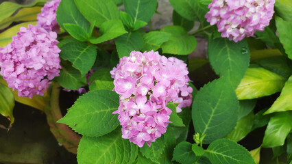 Beautiful Hydrangea Macrophylla flowers blooming in the spring season