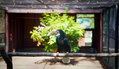 Female Wreathed hornbill perching on timber in aviary with blurred nature background at the zoo in...