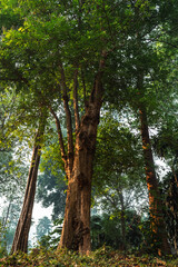 Fototapeta premium Green Leaves and Trees Flourish in a Forest Park: A Beautiful, Natural Background with Bright Light and Vivid Colours of Summer Growth, Highlighting the Abstract Textures of the Spring Landscape