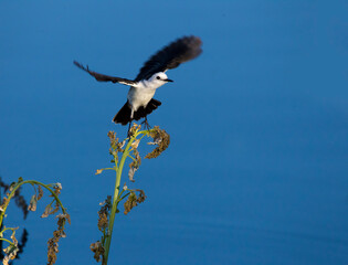 Small black and white bird flapping in the early morning.