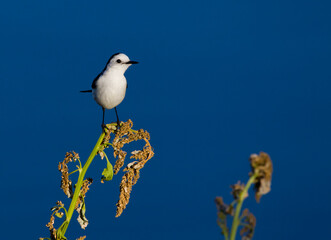 Small black and white bird posing in the early morning.