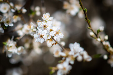 Blooming of white flowers in spring.