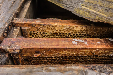 Honeycombs with honey in a beehive close-up